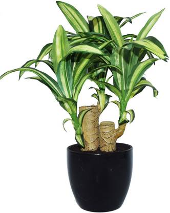 Fourwalls Artificial Dracaena Bonsai Plant In A Ceramic Vase For Home Decor Bonsai Artificial Plant With Pot Price In India Buy Fourwalls Artificial Dracaena Bonsai Plant In A Ceramic Vase For