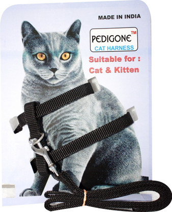 black cat harness