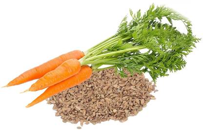 DIOART ™ XL-196-High Germination Rate Pack Of Carrot Seeds-175 x Seeds Seed  Price in India - Buy DIOART ™ XL-196-High Germination Rate Pack Of Carrot  Seeds-175 x Seeds Seed online at Flipkart.com