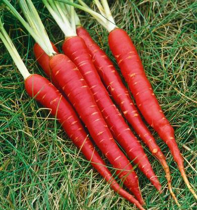 Qualtivate ™ Vegetable Carrot Red Gajar 100% Organic F1 Hybrid Seeds-500  Seed Seed Price in India - Buy Qualtivate ™ Vegetable Carrot Red Gajar 100%  Organic F1 Hybrid Seeds-500 Seed Seed online at Flipkart.com