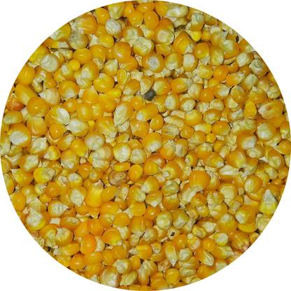 Vebfaa Corn For Parrots And Pigeons 0 9 Kg Dry Adult Young Bird Food Price In India Buy Vebfaa Corn For Parrots And Pigeons 0 9 Kg Dry Adult Young Bird Food Online
