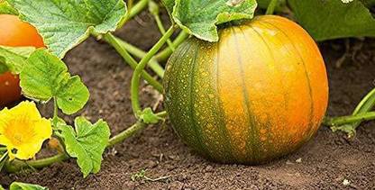 Dream mall Pumpkin Seeds Seed