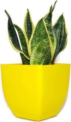 The Nursery Snake Plant Price in India - Buy The Nursery Snake Plant