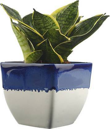 The Nursery Snake Plant Price in India - Buy The Nursery Snake Plant
