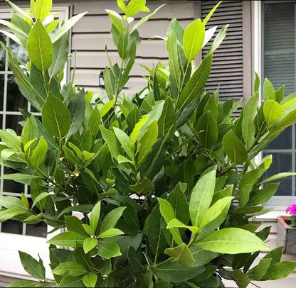Bay Leaf Plant