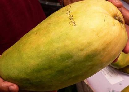 pic Noorjahan Mango Plant earth angels mango plant