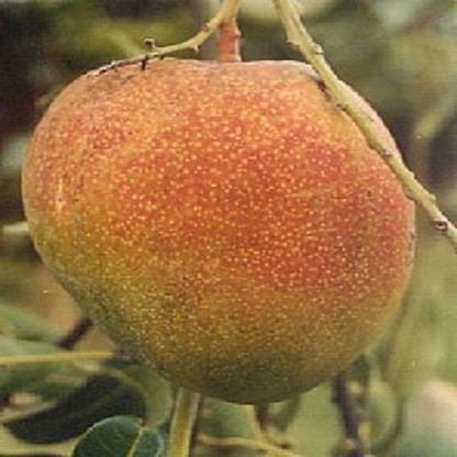 mango bari