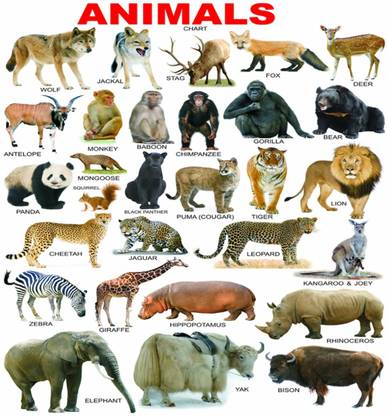 voorkoms 12 cm Animals Name 3D Sign 12x18 inch Sheet Digital Print Wall Sticker for School Removable Sticker Price in India - Buy voorkoms 12 cm Animals Name 3D Sign 12x18 inch voorkoms 12 cm Animals Name 3D Sign 12x18 inch Sheet Digital Print Wall Sticker for School Removable Sticker Price in India - Buy voorkoms 12 cm Animals Name 3D Sign 12x18 inch