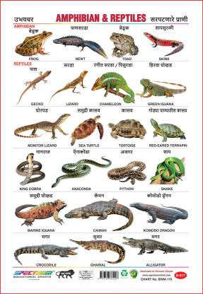 Spectrum Educational Large Wall Charts (Set of 5) : ( Wild Animals ,  Amphibians & Reptiles , Numbers 1-10 , Fruits & Vegetables ) (English &  Marathi Language) Price in India -