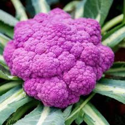 PMB Purple cauliflower Seed