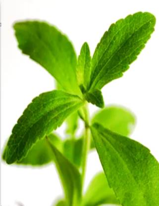 Navya Germination Sweetner Stevia Sugar Free Herb Seeds F1 Hybrid Pack For Your Home Plant And Gardening This Seeds Prepared Like Organic Seed Price In India Buy Navya Germination Sweetner Stevia 500 billion per annum and contributes almost rs. flipkart