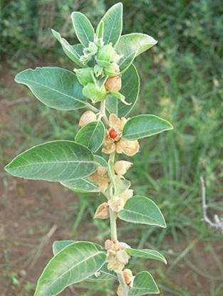 Pioneer Natural Withania Somnifera Asgandh Asvagandha Aswagandha Ashwagandha Winter Cherry Indian Ginseng Rakshita Variety Seed Price In India Buy Pioneer Natural Withania Somnifera Asgandh Asvagandha Aswagandha Ashwagandha Winter Cherry