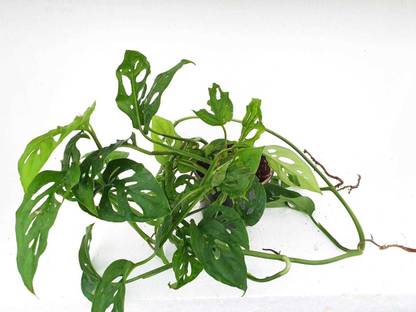 Iso Plants Philodendron Plant Price In India Buy Iso Plants Philodendron Plant Online At Flipkart Com