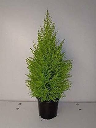 Christmas Tree Seedlings Dream Mall Christmas Tree Plant Price In India Buy Dream Mall Christmas Tree Plant Online At Flipkart Com