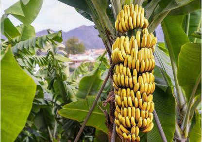 Saraswati Traders Banana Plant Price In India Buy Saraswati Traders Banana Plant Online At Flipkart Com