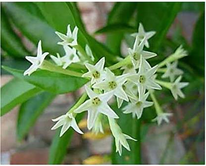 Saraswati Traders Night Bloom Jasmine Plant Price In India Buy Saraswati Traders Night Bloom Jasmine Plant Online At Flipkart Com