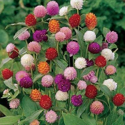 Masjid Nursery Gompherna Seed Price In India Buy Masjid Nursery Gompherna Seed Online At Flipkart Com