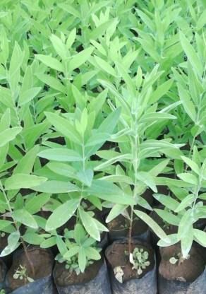 Indiana Herbalife White Sandalwood Plant Price In India Buy Indiana Herbalife White Sandalwood Plant Online At Flipkart Com