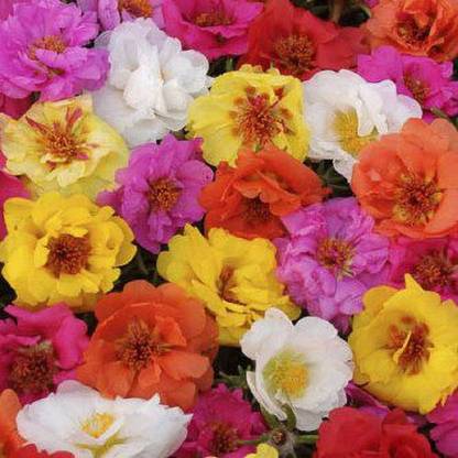 Grah Pravesh Portulaca 10 O Clock Flower Seeds Seed Price In India Buy Grah Pravesh Portulaca 10 O Clock Flower Seeds Seed Online At Flipkart Com