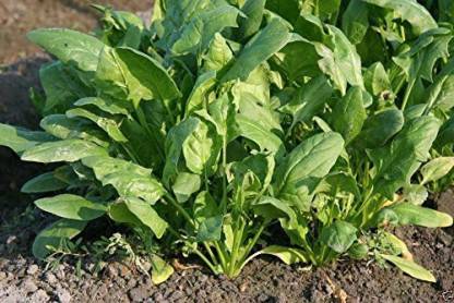 YOUNG STAR PALAK SEED, Hybrid Spinacia Oleracea, Indian Spinach Seed ...