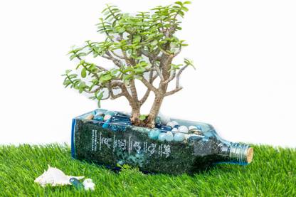 Indian Decoration Big Blue Sapphire Bottle Planter Indoor Outdoor Decoration Table Top Planter Plant Container Terrace Garden Decoration Home Garden Plant Container Set Price In India Buy Indian Decoration Big