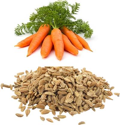 ORGANIC HERBS CARROT SEEDS Seed Price in India - Buy ORGANIC HERBS CARROT  SEEDS Seed online at Flipkart.com