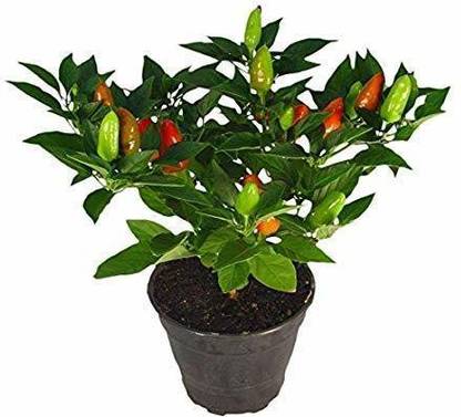 WILLVINE Green Bird Eye Chilli Seeds Seed Price in India - Buy WILLVINE