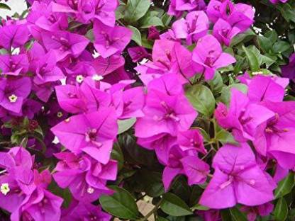 Plants Point Bougainvillea Plant Price in India - Buy Plants Point ...
