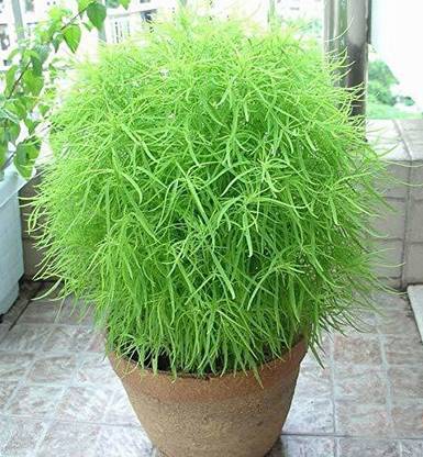 Paudha Exotic Kochia Plant Seed Price in India - Buy Paudha Exotic Kochia  Plant Seed online at Flipkart.com