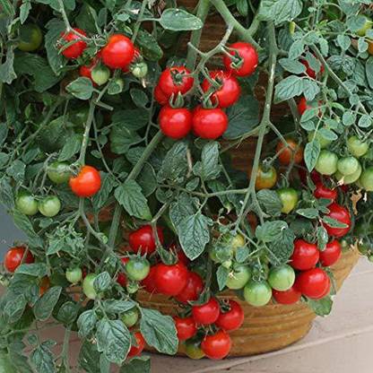 The F1 Driver Turned Farmer: Inside Vettel's Organic Garden