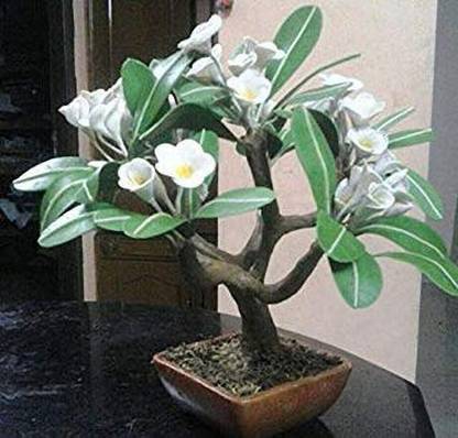 Eaglesford Plumeria Plant Price In India Buy Eaglesford Plumeria Plant Online At Flipkart Com