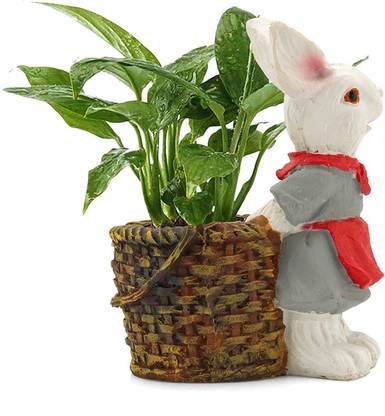 Beckon Venture Home Decorative Cute Shaped Bunny Rabbit Shaped Polyresin Planter Pot Vase For Home Decor Flower Pot In Desk Organizers Decoration Items For House Handicraft Home Decor Showpiece Figurine Home Decor Showpieces Table Decorations Items