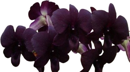 black orchid flower price