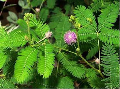 greengrow Shami/Jand Plant Price in India - Buy greengrow Shami/Jand Plant online at Flipkart.com