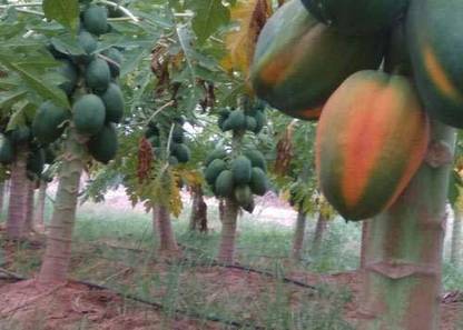 Young Star P39 Premium 100 Germination 150 Imported Hybrid Organic Seeds Of Fastest Growing Papaya Papita Fruits Seed Price In India Buy Young Star P39 Premium 100 Germination 150 Imported Hybrid Organic