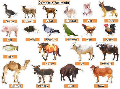 Animal Name Starting With Q - Is There Any Animal Which Begins With