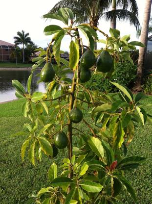 Vamsha Nature Care Avocado Plant Price In India Buy Vamsha Nature Care Avocado Plant Online At Flipkart Com