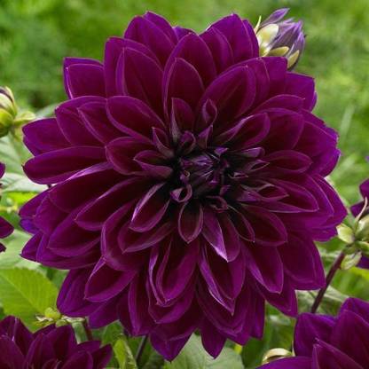 DIOART ® GBPT-898-Purple Dahlia Flower Seeds Perennial Seed Price in India  - Buy DIOART ® GBPT-898-Purple Dahlia Flower Seeds Perennial Seed online at  Flipkart.com