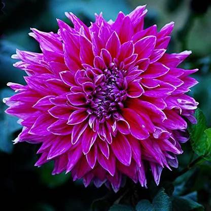 DIOART ® PUAS-1532-Pure White Dahlia Flower Seeds (Mignon) Seed Price in  India - Buy DIOART ® PUAS-1532-Pure White Dahlia Flower Seeds (Mignon) Seed  online at Flipkart.com