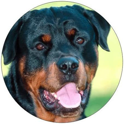 rottweiler stuff