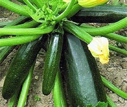 Sjeme Black Beauty Zucchini Seed Price In India Buy Sjeme Black Beauty Zucchini Seed Online At Flipkart Com