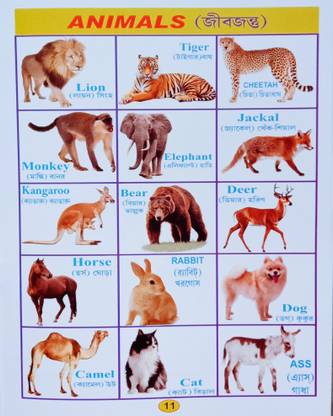 Animals Recognition Word Book For Nursery Kid's: Buy Animals Recognition Word Book For Nursery Kid's by Editorial Team at Low Price in India | Animals Recognition Word Book For Nursery Kid's: Buy Animals Recognition Word Book For Nursery Kid's by Editorial Team at Low Price in India |
