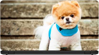 can pomeranians wear collars