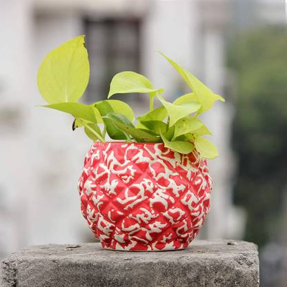Brahmz Ceramic Pot Indoor Planter For Flower Pot Succulent Plant Table Planter Red Plant Container Set Price In India Buy Brahmz Ceramic Pot Indoor Planter For Flower Pot Succulent