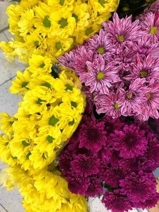 sporos Chrysanthemum Good Result Flower Seed