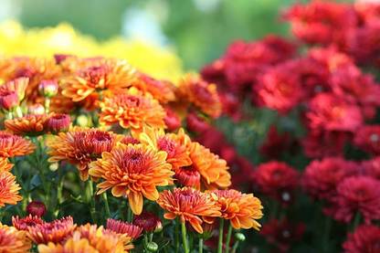 sporos Chrysanthemum No1 Flower Seed