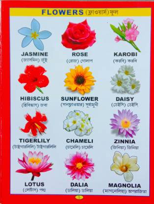 Baby Flowers Words Book English Bengali Buy Baby Flowers Words Book English Bengali By Editorial Team At Low Price In India Flipkart Com