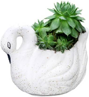 Bright Shop Handcrafted Ceramic Swarn Planter Pot Ceramic Vase