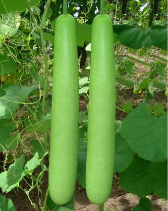 Ishika Bottle Gourd Seed Price In India Buy Ishika Bottle Gourd Seed Online At Flipkart Com