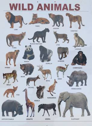 Wild Animals Chart Plastic Laminated Wall Hanging Easy Clean Photographic Paper - Educational posters in India - Buy art, film, design, movie, music, nature and educational paintings/wallpapers at Wild Animals Chart Plastic Laminated Wall Hanging Easy Clean Photographic Paper - Educational posters in India - Buy art, film, design, movie, music, nature and educational paintings/wallpapers at